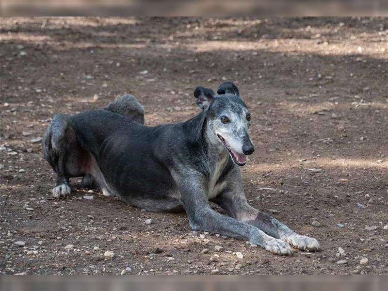 Sanfter CANOSO- wundershübscher, super lieber Galgo sucht ein sicheres Plätzchen voller Geborgenheit