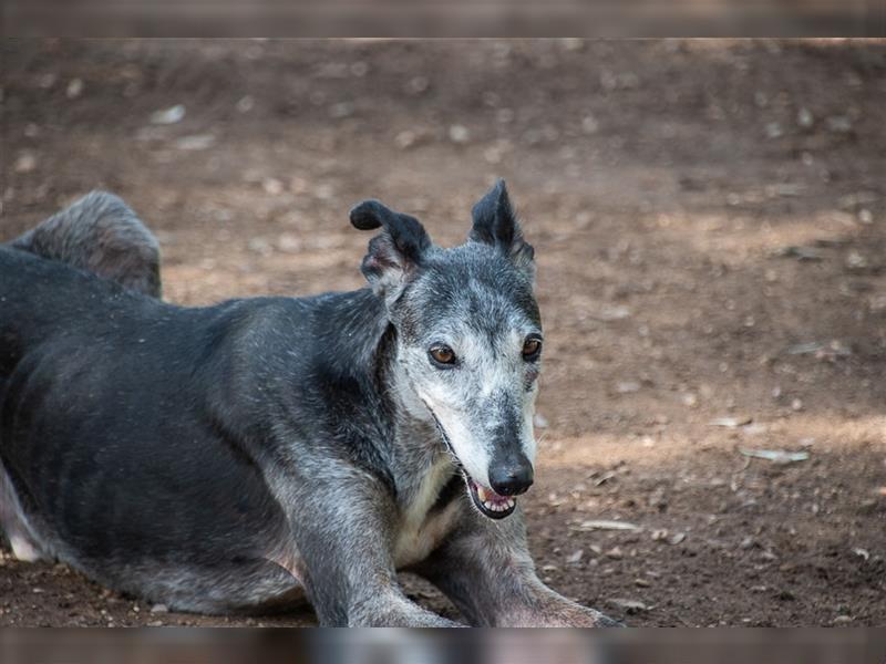 Sanfter CANOSO- wundershübscher, super lieber Galgo sucht ein sicheres Plätzchen voller Geborgenheit