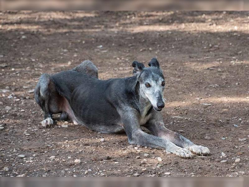 Sanfter CANOSO- wundershübscher, super lieber Galgo sucht ein sicheres Plätzchen voller Geborgenheit