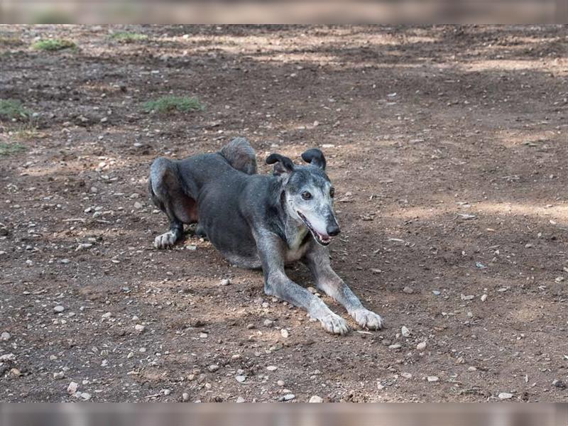 Sanfter CANOSO- wundershübscher, super lieber Galgo sucht ein sicheres Plätzchen voller Geborgenheit