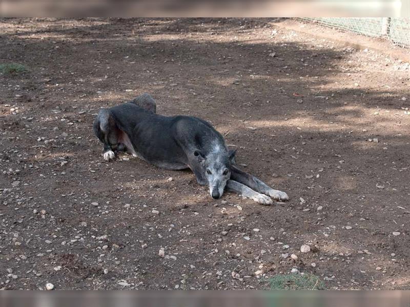 Sanfter CANOSO- wundershübscher, super lieber Galgo sucht ein sicheres Plätzchen voller Geborgenheit