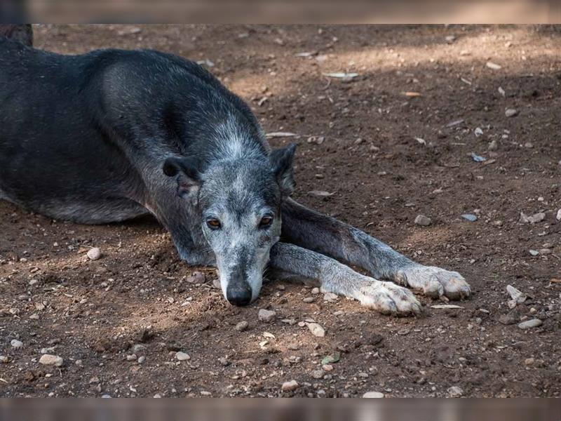 Sanfter CANOSO- wundershübscher, super lieber Galgo sucht ein sicheres Plätzchen voller Geborgenheit