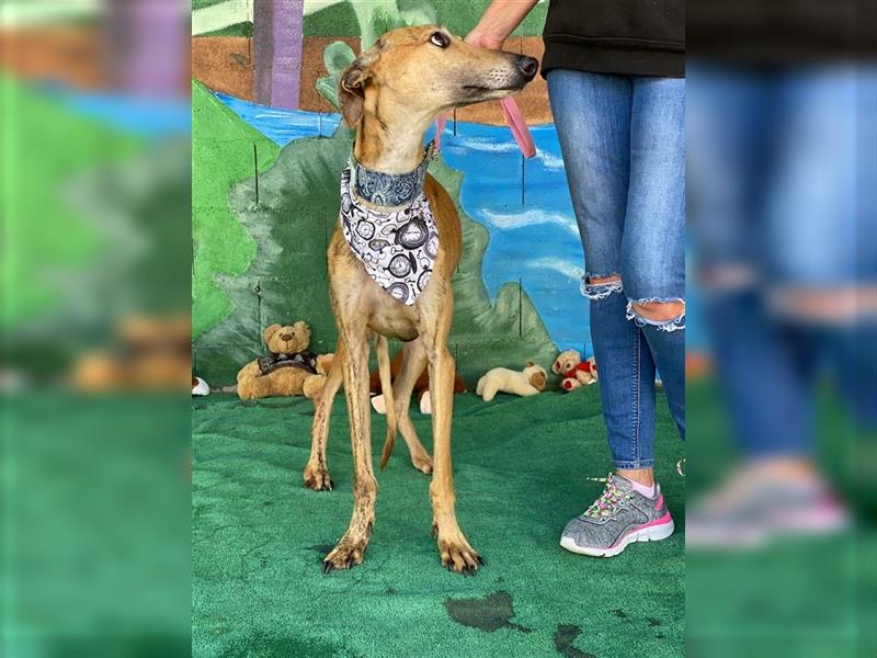 Latigo - Galgo sucht nach Hundeerfahrenen Menschen