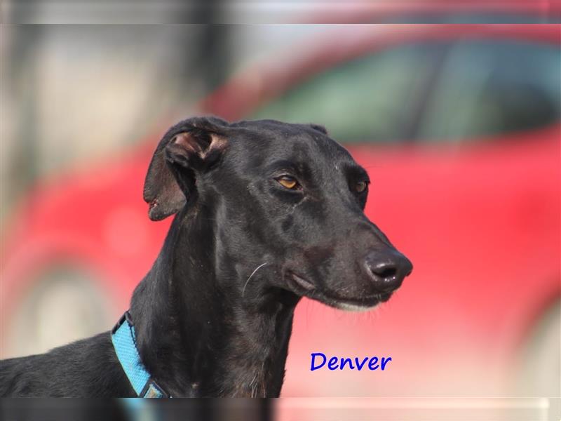 Denver 02/2018 (ESP) - umgänglicher und anpassungsfähiger Traumgalgo sucht naturverbundene Familie!