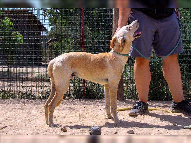 Henry, Galgo-Mix, lieb und verträglich