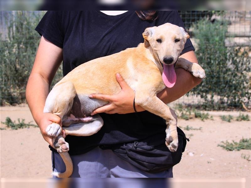 Henry, Galgo-Mix, lieb und verträglich