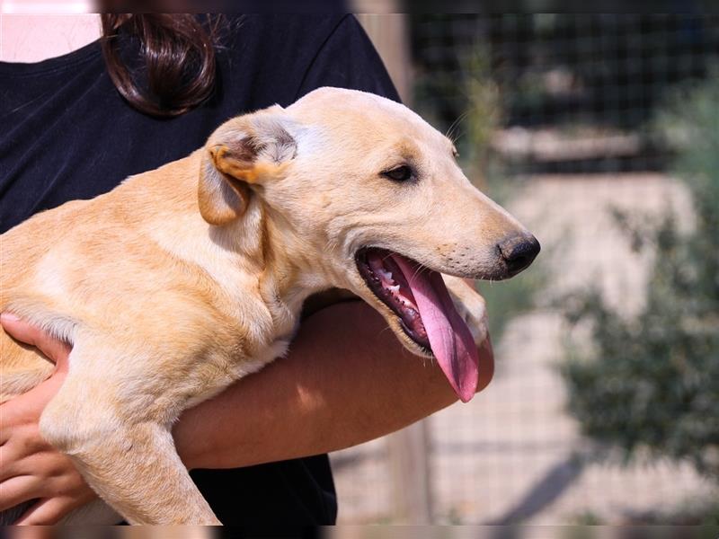 Henry, Galgo-Mix, lieb und verträglich