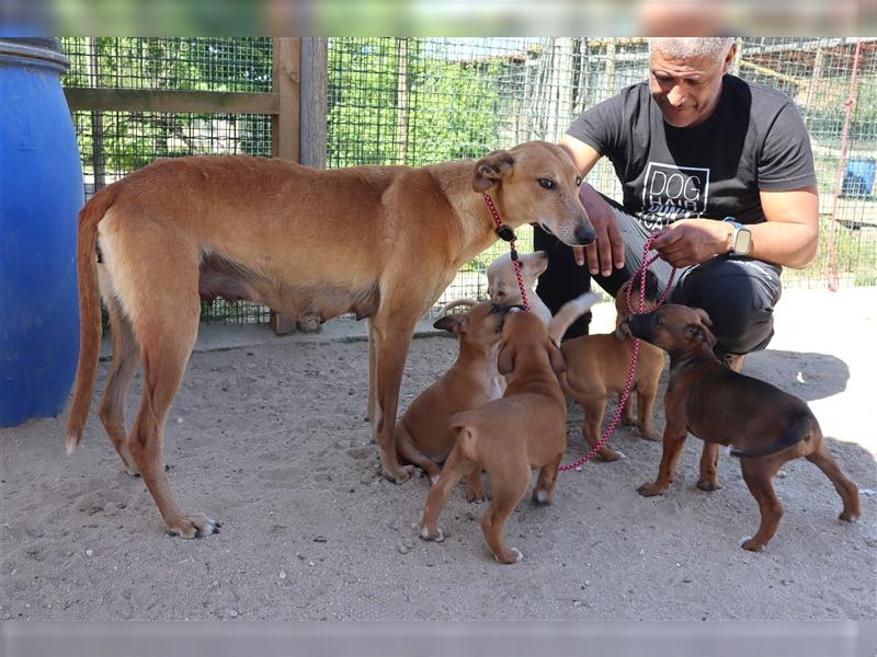 Henry, Galgo-Mix, lieb und verträglich