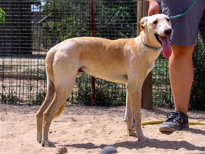 Henry, Galgo-Mix, lieb und verträglich