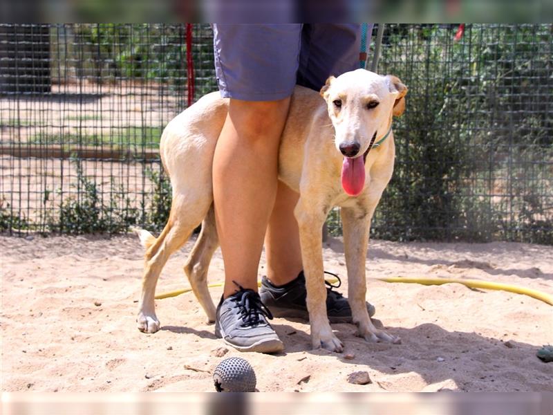 Henry, Galgo-Mix, lieb und verträglich