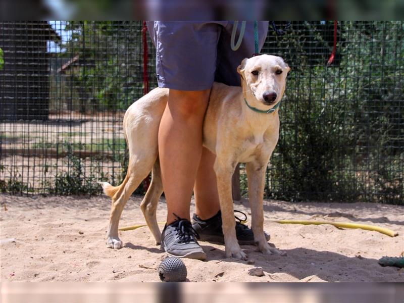 Henry, Galgo-Mix, lieb und verträglich