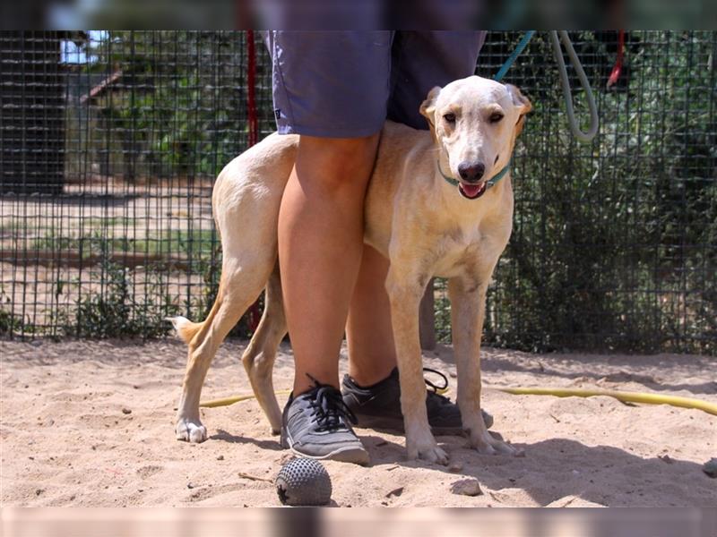 Henry, Galgo-Mix, lieb und verträglich