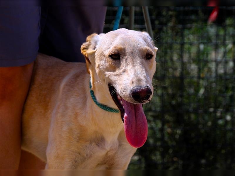 Henry, Galgo-Mix, lieb und verträglich