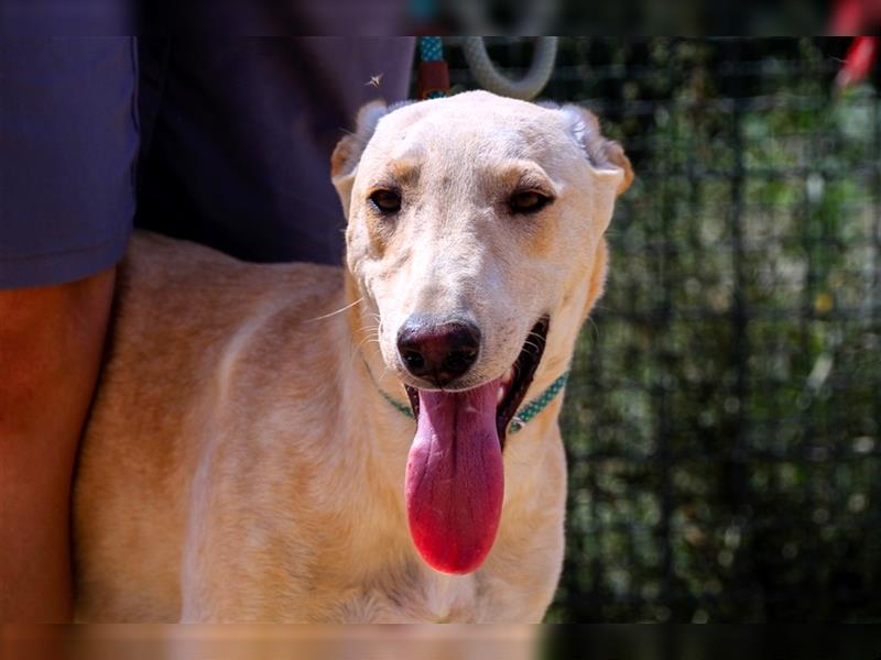 Henry, Galgo-Mix, lieb und verträglich