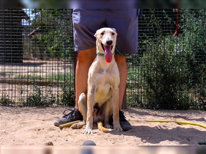 Henry, Galgo-Mix, lieb und verträglich