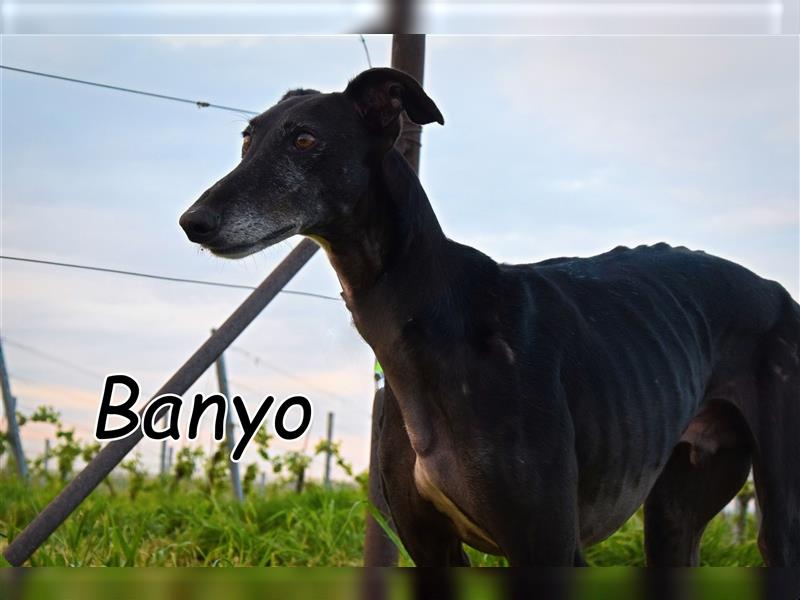 Wird der langersehnte Wunsch von Banyo nun endlich Wirklichkeit?