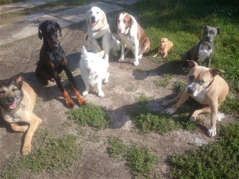 Gassi Service, Dogwalker, Gassi gehen, Hundesitter, Dogwalking