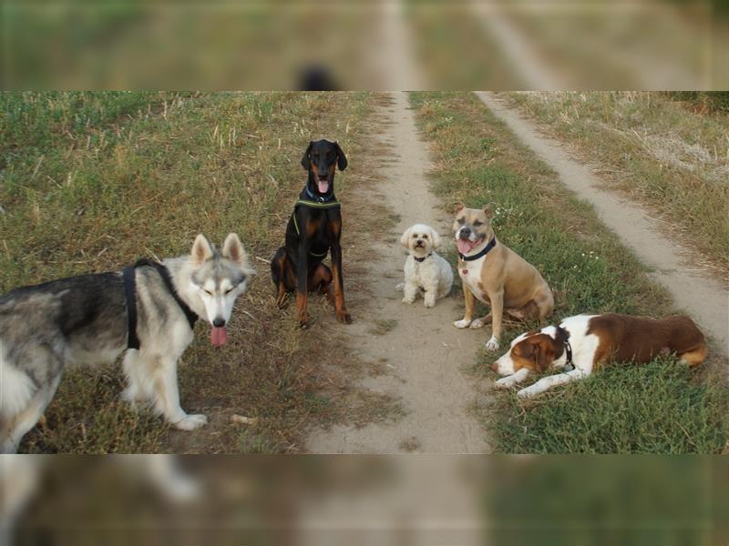 Gassi Service, Dogwalker, Gassi gehen, Hundesitter, Dogwalking