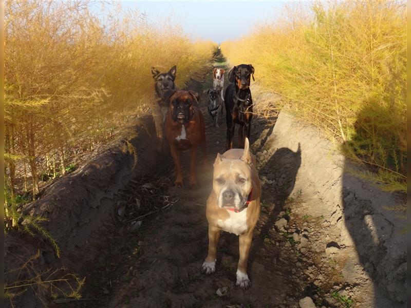 Gassi Service, Dogwalker, Gassi gehen, Hundesitter, Dogwalking