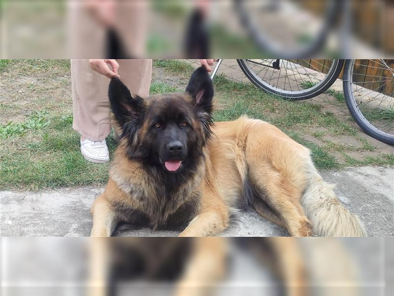 Zuckersüße Welpen Germanischer Bärenhund Berner Sennenhund