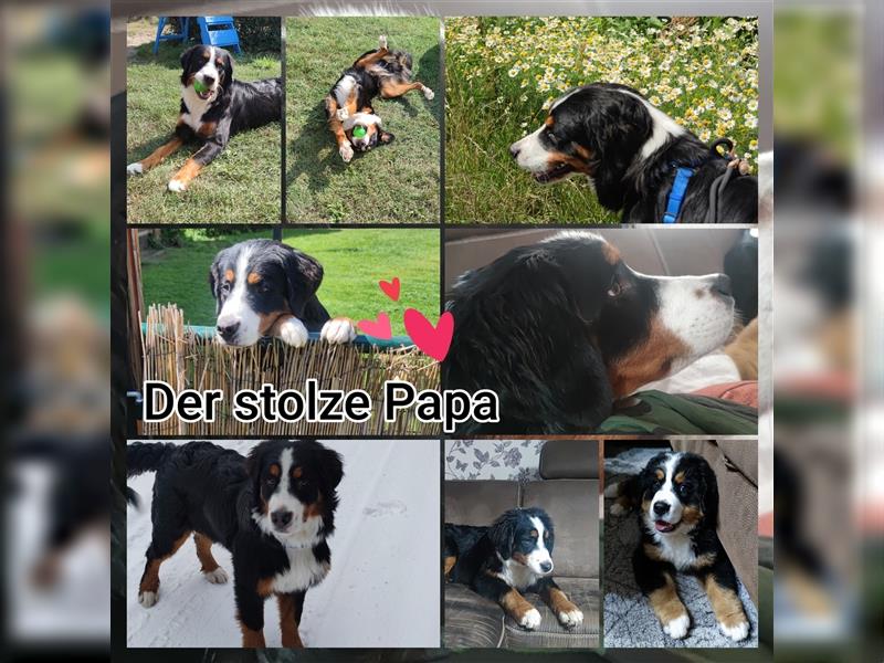 Zuckersüße Welpen Germanischer Bärenhund Berner Sennenhund