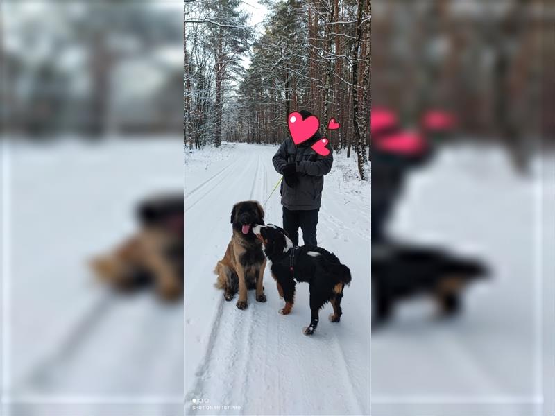 Zuckersüße Welpen Germanischer Bärenhund Berner Sennenhund