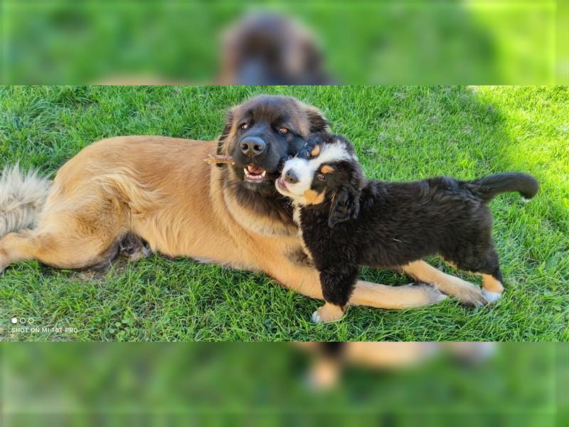 Zuckersüße Welpen Germanischer Bärenhund Berner Sennenhund