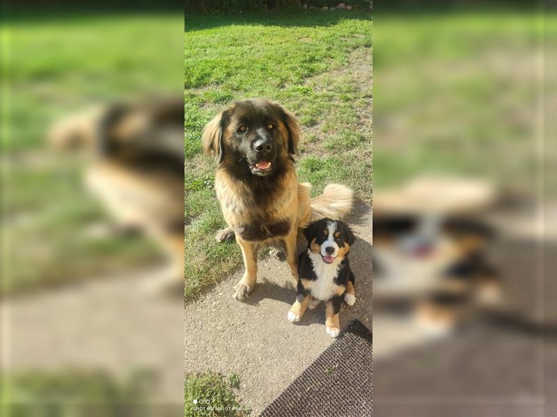 Zuckersüße Welpen Germanischer Bärenhund Berner Sennenhund