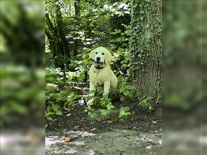 Golden Retriever Wurfplanung zum Herbst 2024