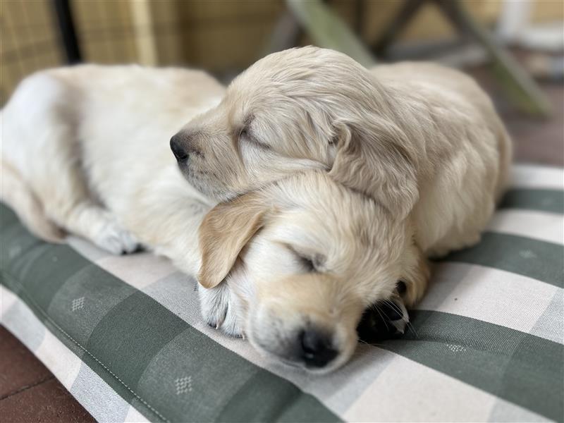 Golden Retriever Welpen