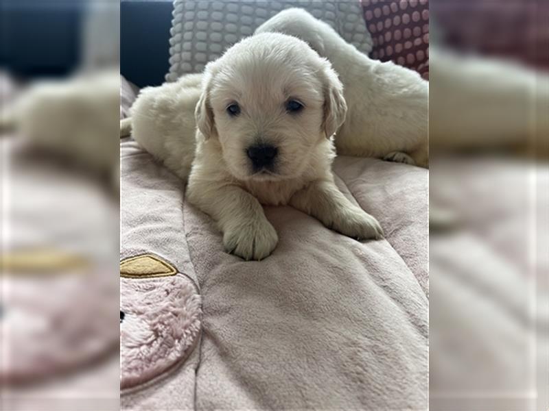 Wunderschöne Golden Retriever Welpen zu verkaufen