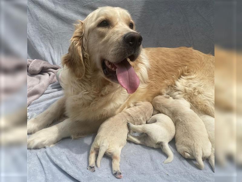 Wunderschöne Golden Retriever Welpen zu verkaufen