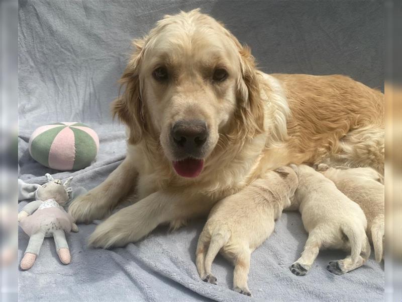 Wunderschöne Golden Retriever Welpen zu verkaufen