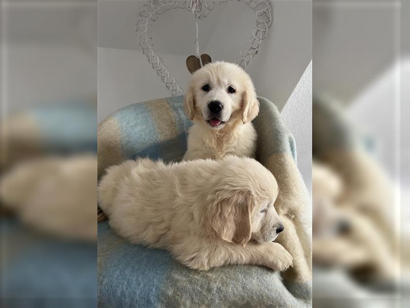 Wunderschöne Golden Retriever Welpen zu verkaufen