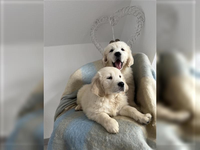 Wunderschöne Golden Retriever Welpen zu verkaufen