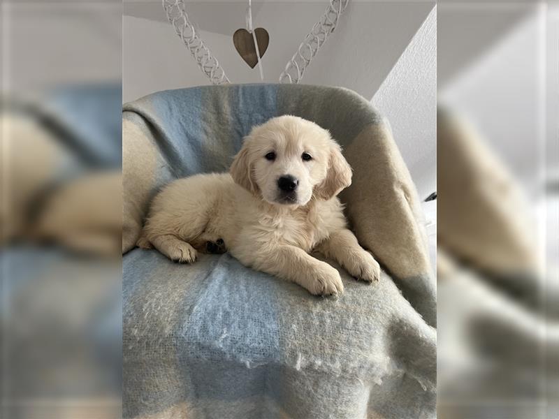 Wunderschöne Golden Retriever Welpen zu verkaufen