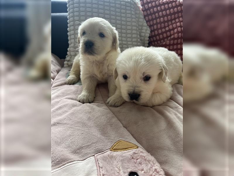 Wunderschöne Golden Retriever Welpen zu verkaufen