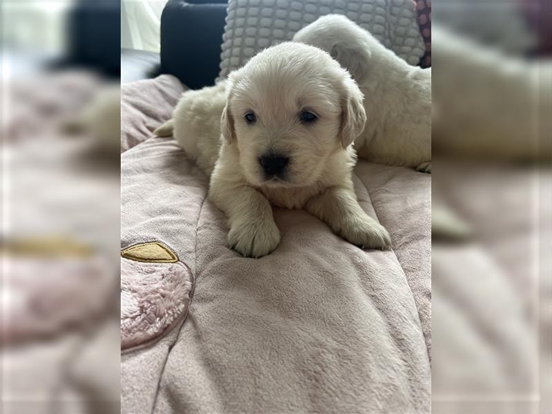 Wunderschöne Golden Retriever Welpen zu verkaufen