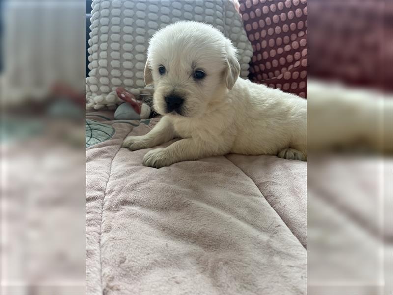 Wunderschöne Golden Retriever Welpen zu verkaufen