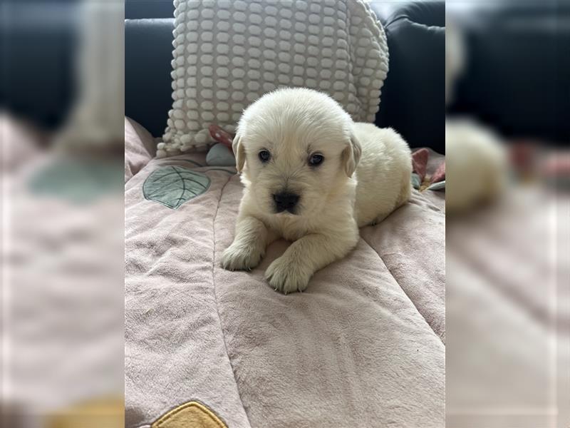 Wunderschöne Golden Retriever Welpen zu verkaufen