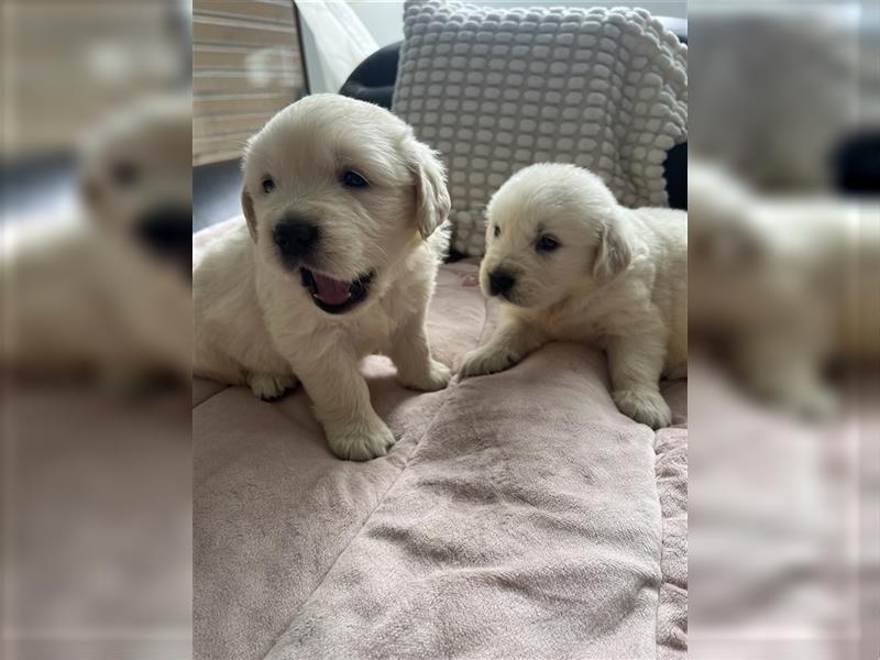 Wunderschöne Golden Retriever Welpen zu verkaufen