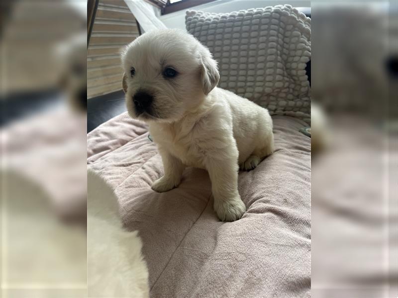 Wunderschöne Golden Retriever Welpen zu verkaufen