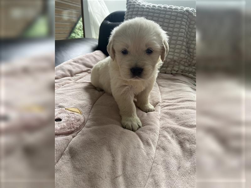 Wunderschöne Golden Retriever Welpen zu verkaufen