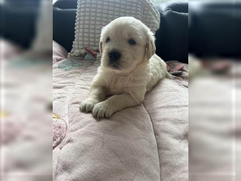 Wunderschöne Golden Retriever Welpen zu verkaufen