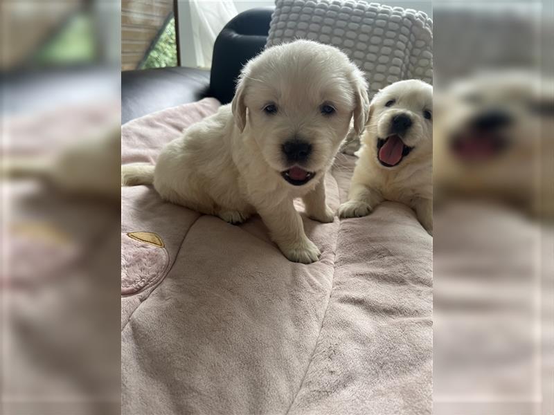 Wunderschöne Golden Retriever Welpen zu verkaufen