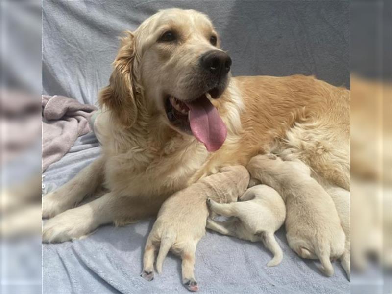 Wunderschöne Golden Retriever Welpen zu verkaufen