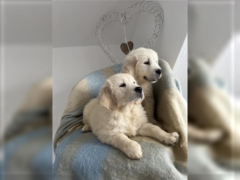 Wunderschöne Golden Retriever Welpen zu verkaufen