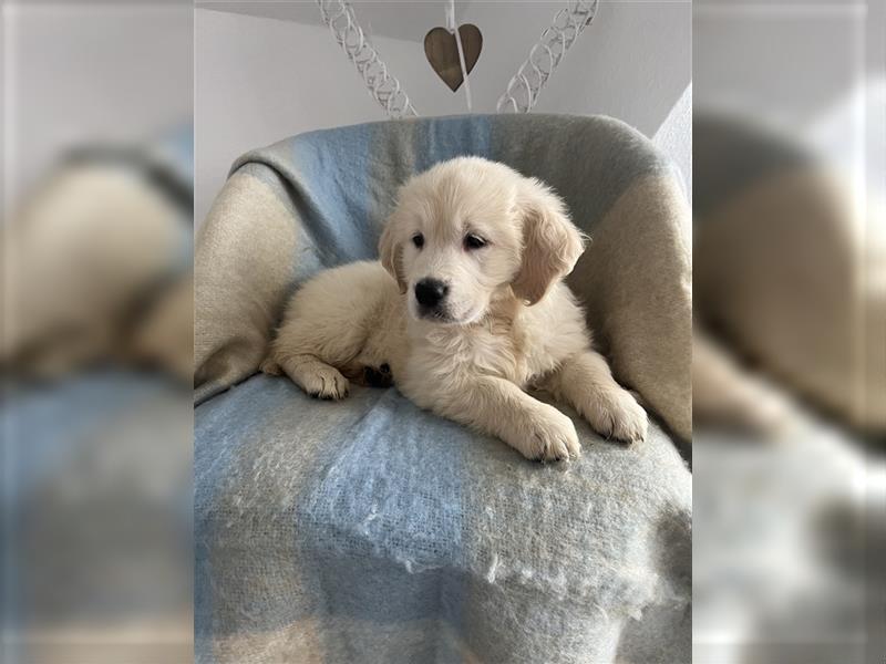 Wunderschöne Golden Retriever Welpen zu verkaufen