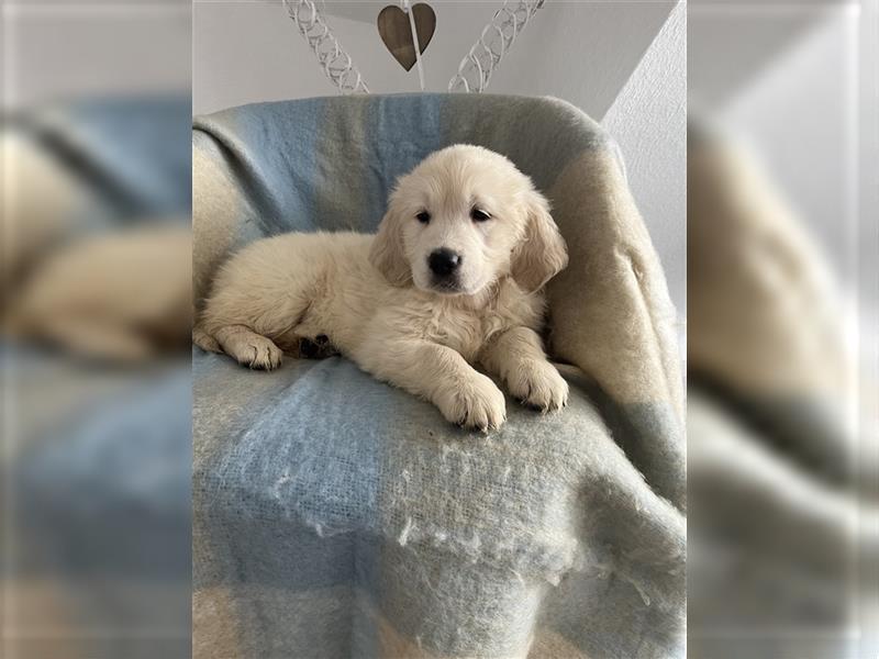 Wunderschöne Golden Retriever Welpen zu verkaufen