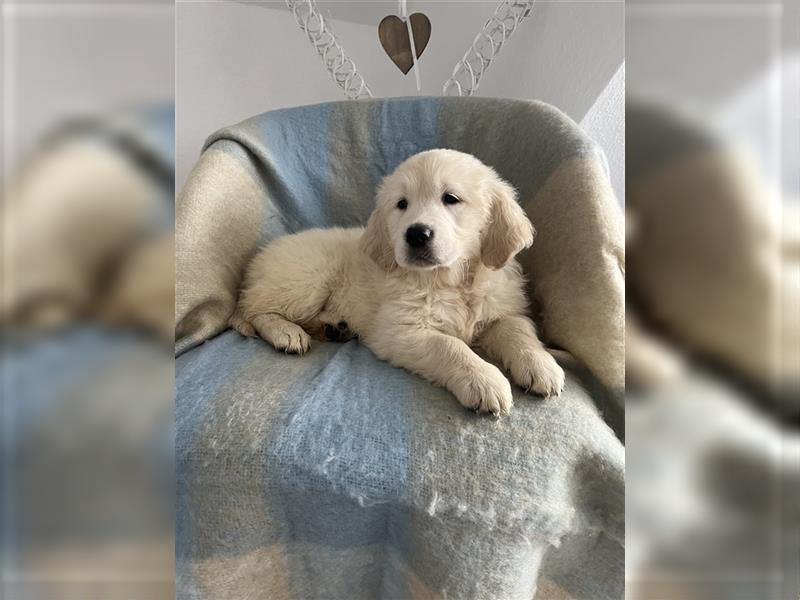 Wunderschöne Golden Retriever Welpen zu verkaufen